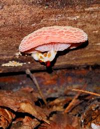 Rhodotus palmatus image