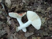 Russula rubra image