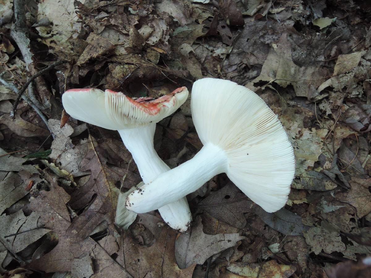 Russula rubra image