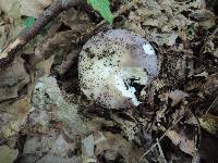 Russula ornaticeps image