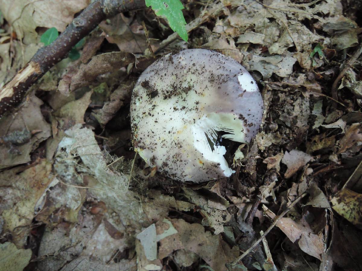 Russula ornaticeps image