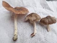 Pluteus americanus image