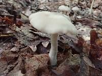 Entoloma rhodopolium image