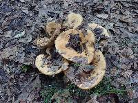 Lactarius psammicola image