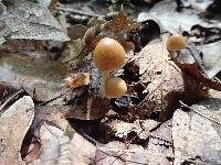 Psathyrella pseudovernalis image