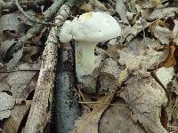 Boletus pallidus image