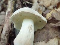 Boletus pallidus image