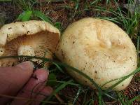 Lactarius scrobiculatus image