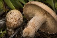 Clitocybe rivulosa image