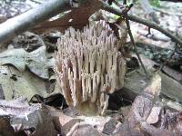 Ramaria stricta image
