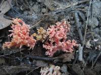 Ramaria subbotrytis image