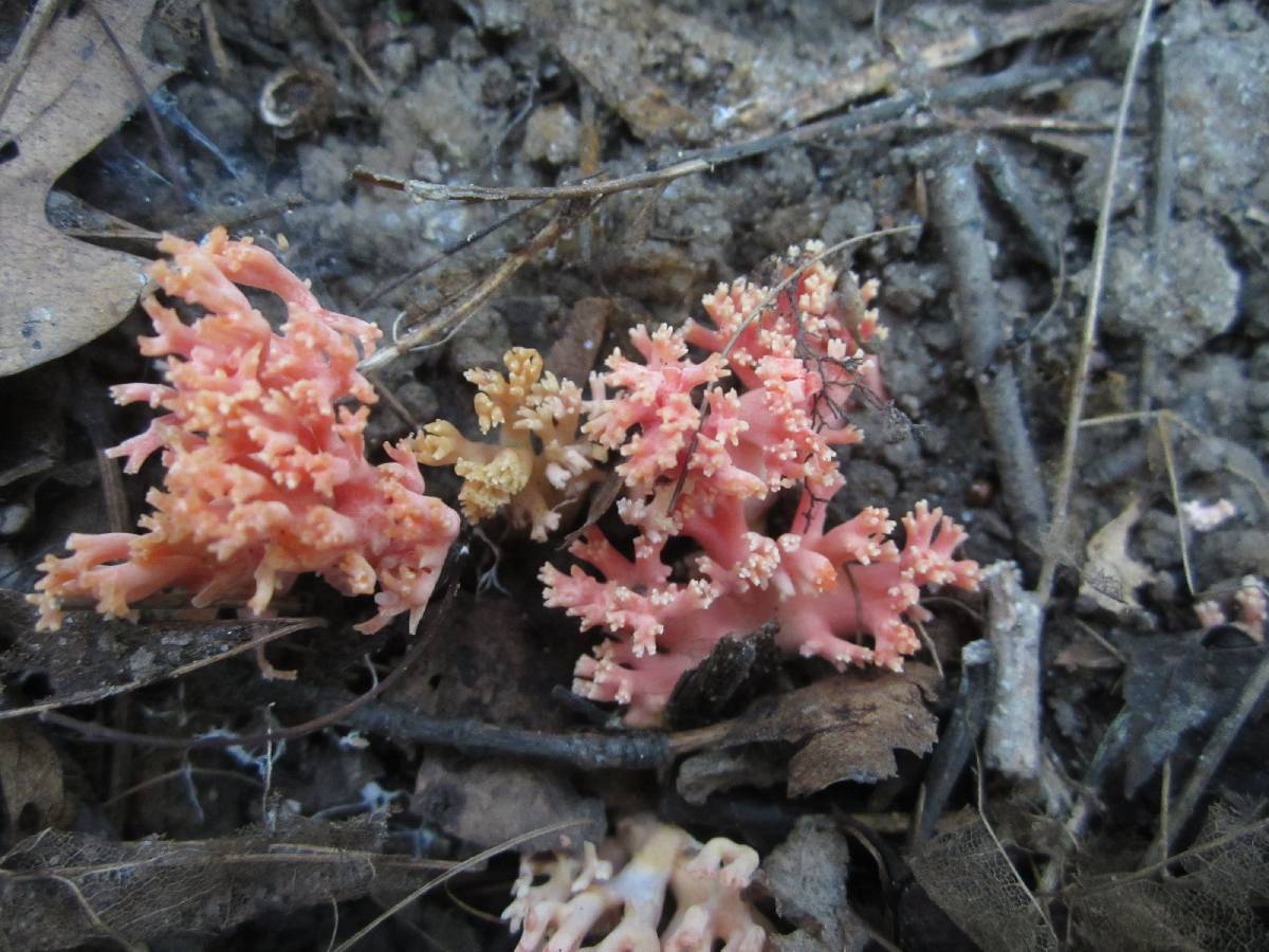 Ramaria subbotrytis image