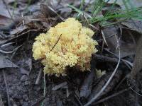 Ramaria aurea image