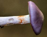 Cortinarius iodes image