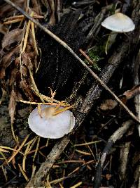 Inocybe lilacina image