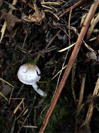 Inocybe lilacina image