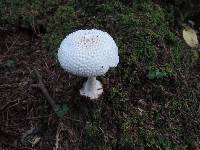 Amanita abrupta image