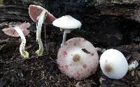 Agaricus placomyces image