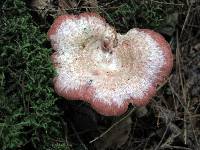 Lactarius subpurpureus image