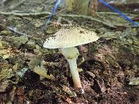 Echinoderma asperum image