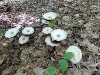 Agaricus placomyces image