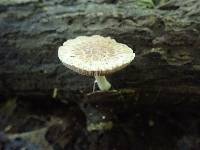 Psathyrella maculata image