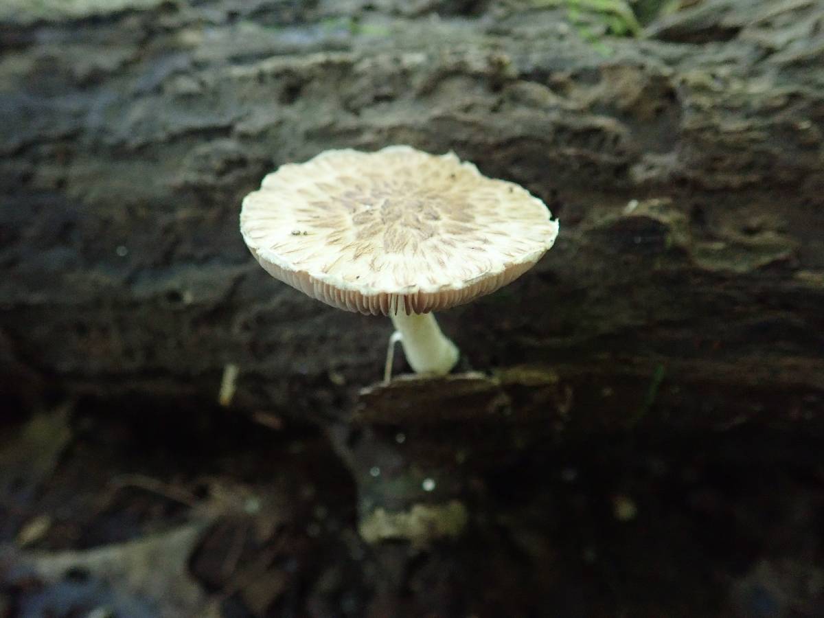 Psathyrella maculata image