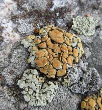 Rhizoplaca chrysoleuca image
