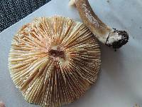 Lactarius lignyotus image