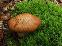 Cortinarius bivelus image