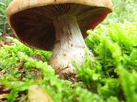 Cortinarius bivelus image