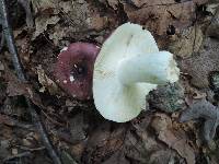 Russula vinacea image