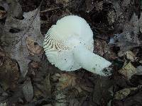 Russula aeruginea image