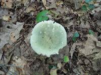 Russula aeruginea image