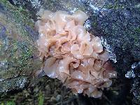 Phaeotremella frondosa image