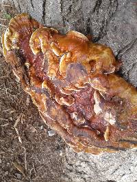 Ganoderma sessile image
