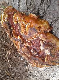 Ganoderma sessile image