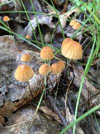 Marasmius siccus image