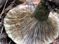 Lactarius atroviridis image