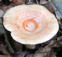 Lactarius chrysorrheus image