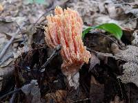 Ramaria formosa image