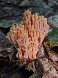 Ramaria formosa image