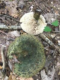 Lactarius atroviridis image