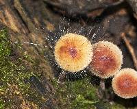 Spinellus fusiger image