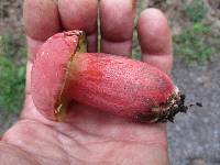 Boletus pallidoroseus image