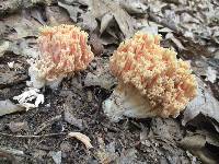 Ramaria formosa image