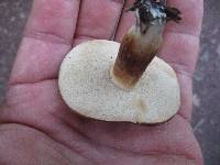 Xanthoconium affine image