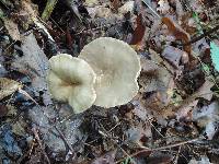 Lactarius subplinthogalus image