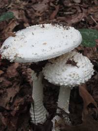 Amanita subcokeri image