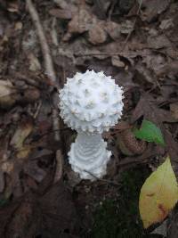 Amanita subcokeri image